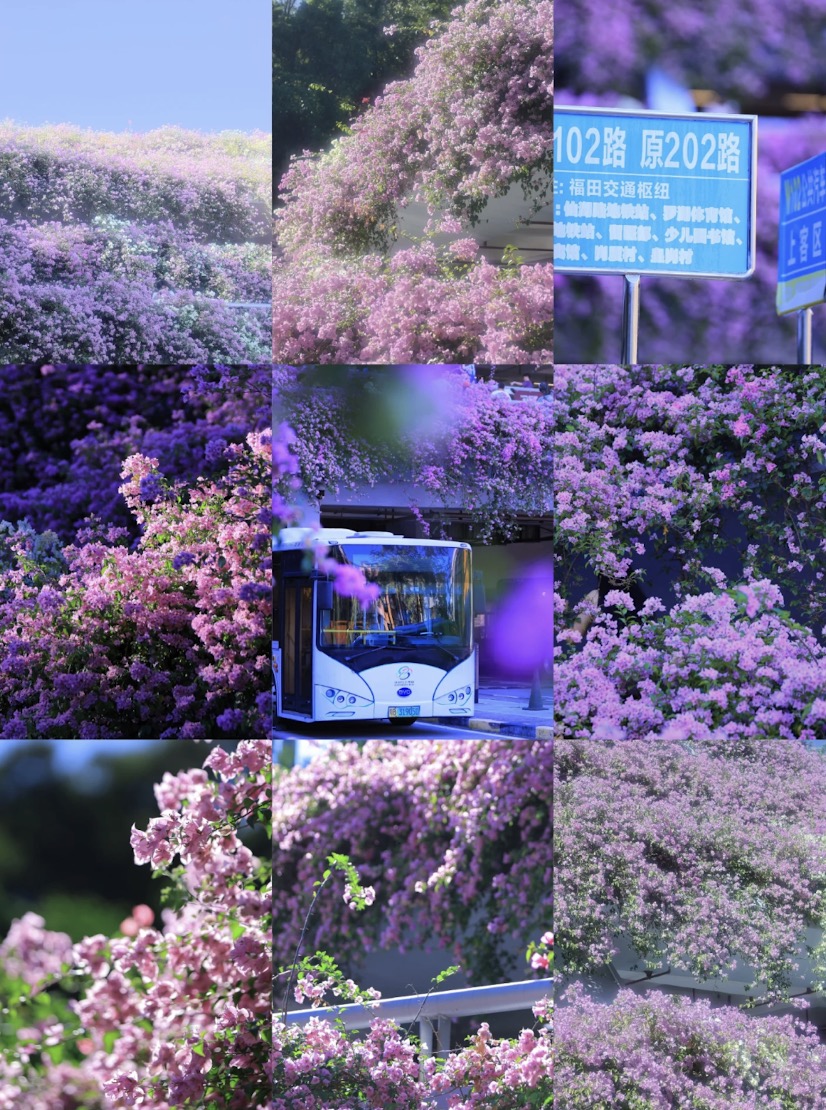 【深圳賞花好去處2025】杜鵑瀑布花海/硫華菊花海等深圳5大賞花點 附交通資訊 4 仙湖植物園停車場