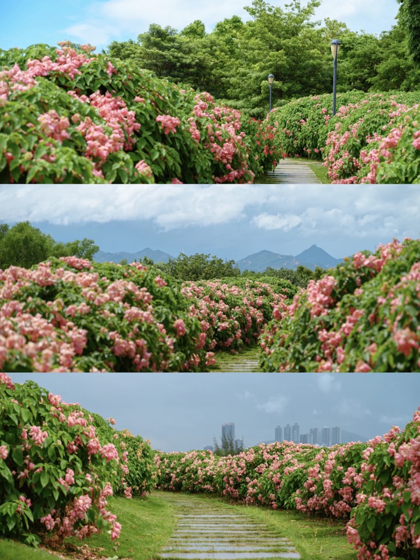 【深圳賞花好去處2025】杜鵑瀑布花海/硫華菊花海等深圳5大賞花點 附交通資訊 11 流花山公園