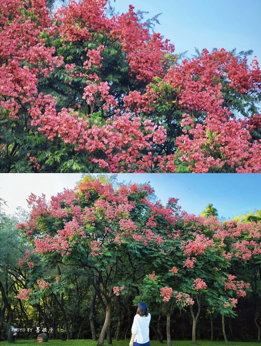 【深圳賞花好去處2025】杜鵑瀑布花海/硫華菊花海等深圳5大賞花點 附交通資訊 10 蓮花山公園欒樹