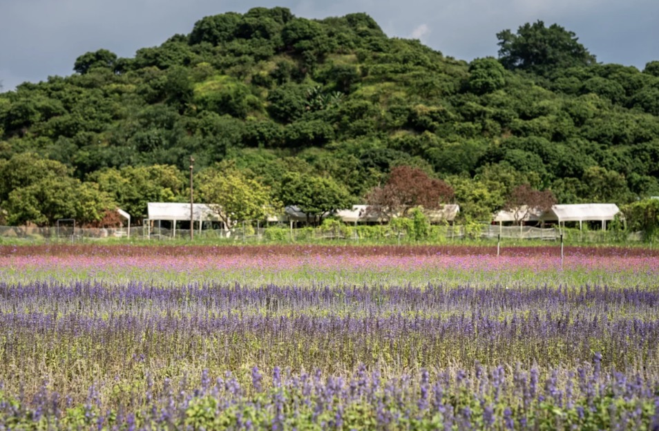【深圳賞花好去處2025】杜鵑瀑布花海/硫華菊花海等深圳5大賞花點 附交通資訊 8 西麗湖綠道花海