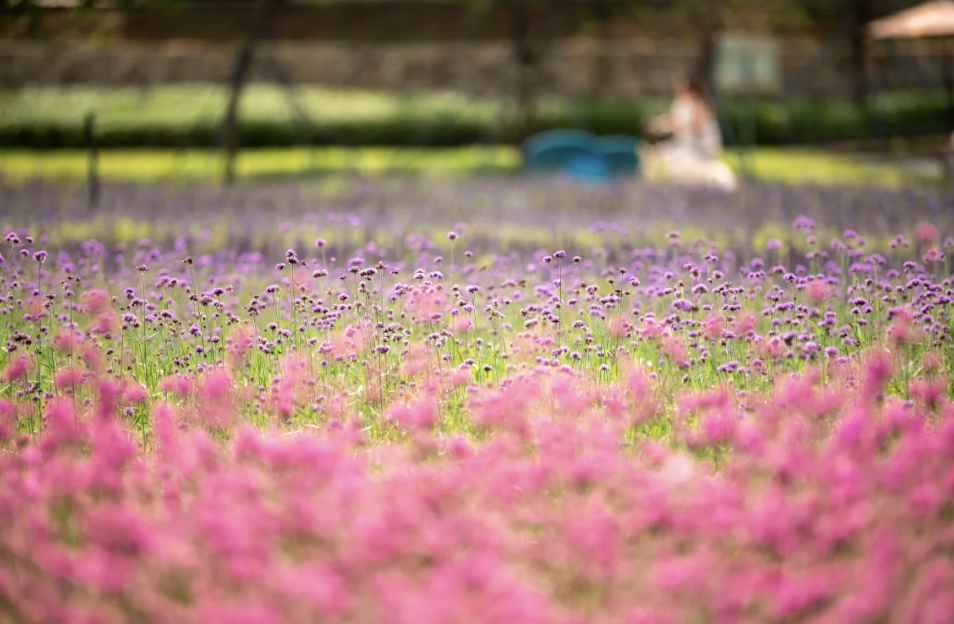 【深圳賞花好去處2025】杜鵑瀑布花海/硫華菊花海等深圳5大賞花點 附交通資訊 9 西麗湖綠道花海