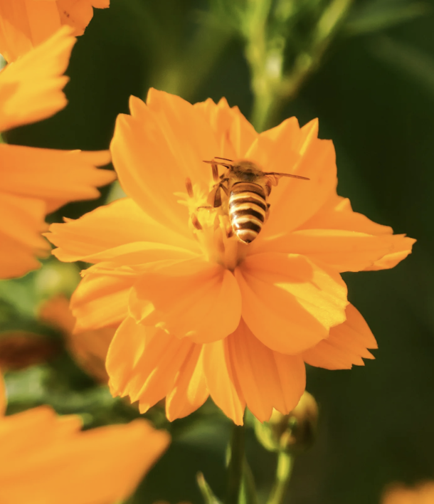 【深圳賞花好去處2025】杜鵑瀑布花海/硫華菊花海等深圳5大賞花點 附交通資訊 7 西麗生態公園