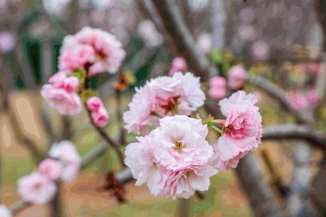 觀瀾湖櫻花