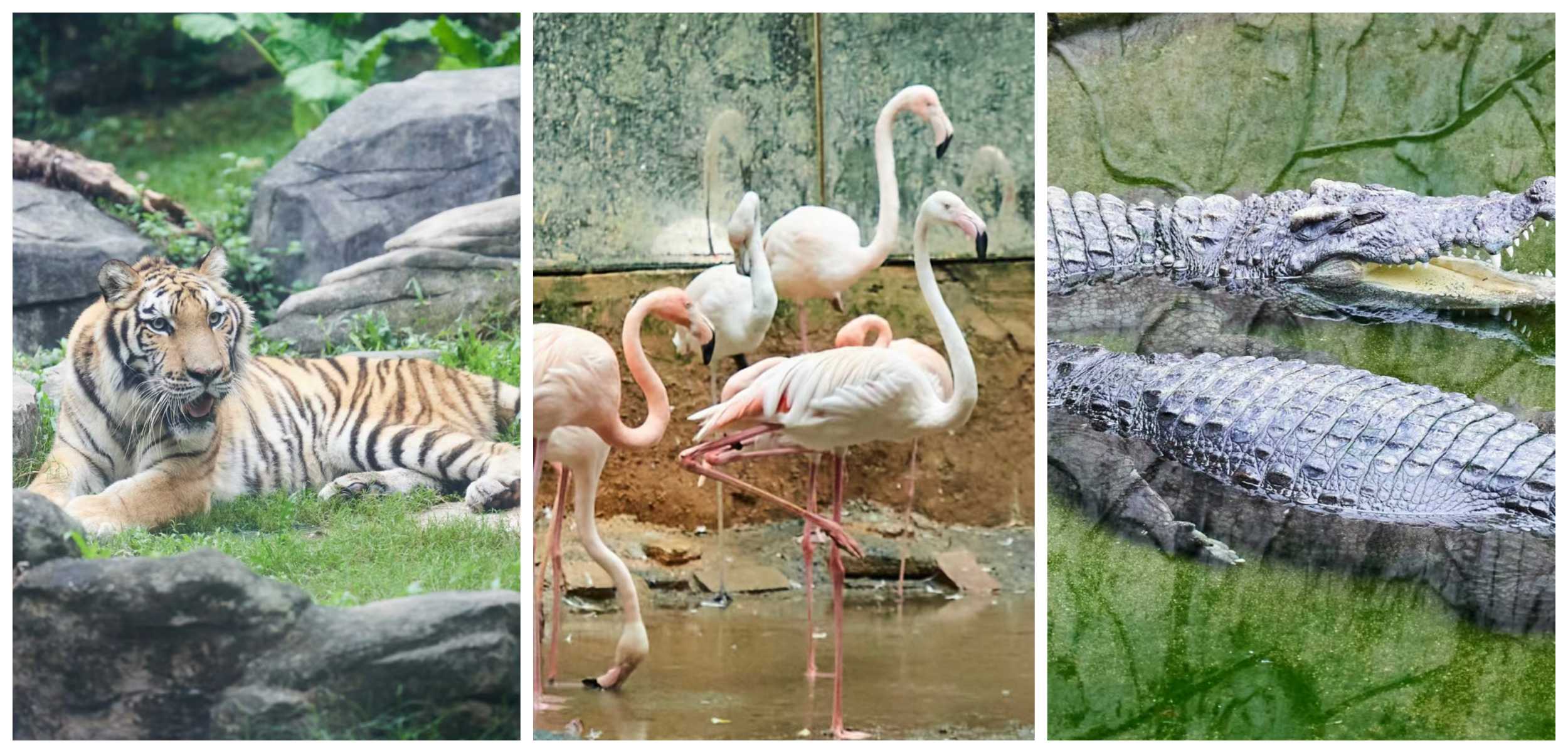 深圳野生動物園部分動物