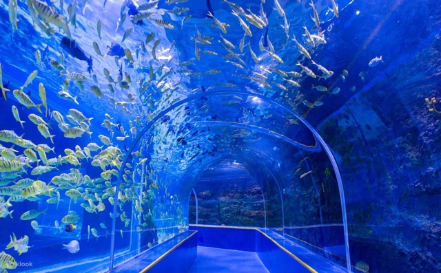 【深圳海洋館攻略】深圳四大海洋館介紹 地鐵直達/歡樂海岸/觀瀾湖/小梅沙海洋世界 8 深圳觀瀾海洋世界