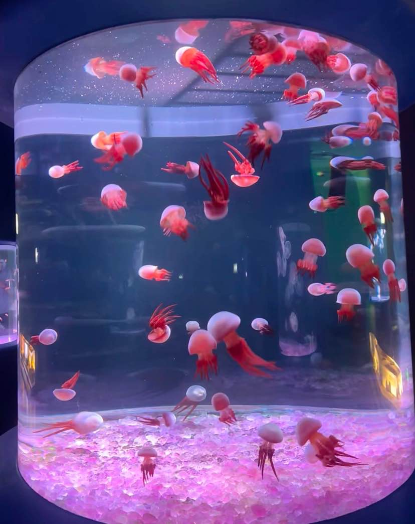 【深圳海洋館攻略】深圳四大海洋館介紹 地鐵直達/歡樂海岸/觀瀾湖/小梅沙海洋世界 10 歡樂海岸海洋奇夢館