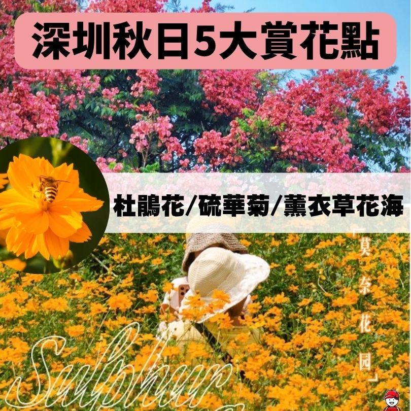 深圳賞花好去處2025