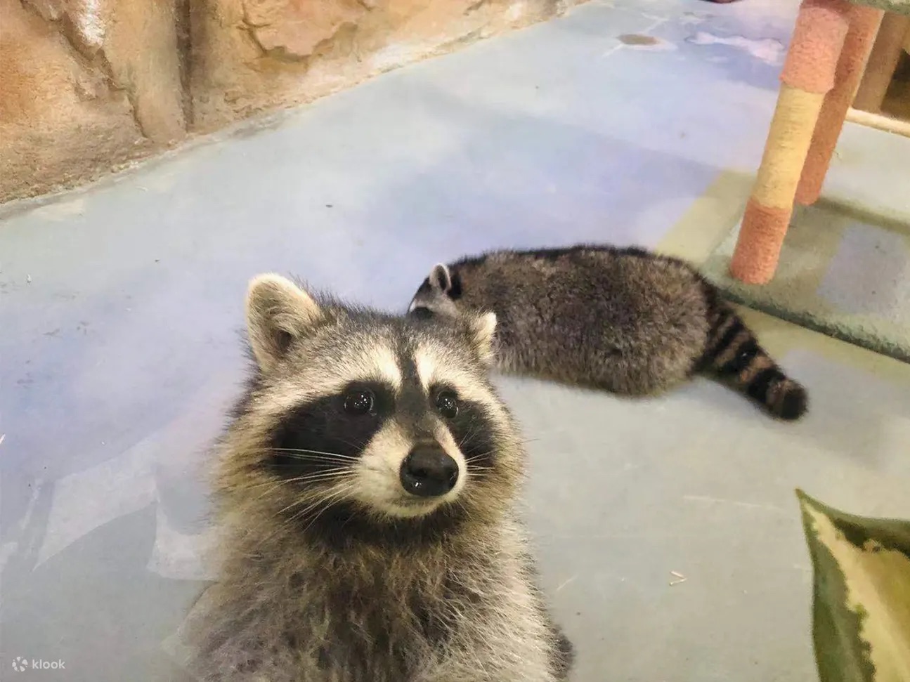 深圳野恩動物樂園