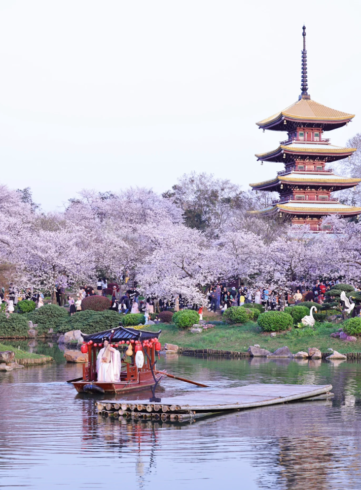 武漢東湖櫻花