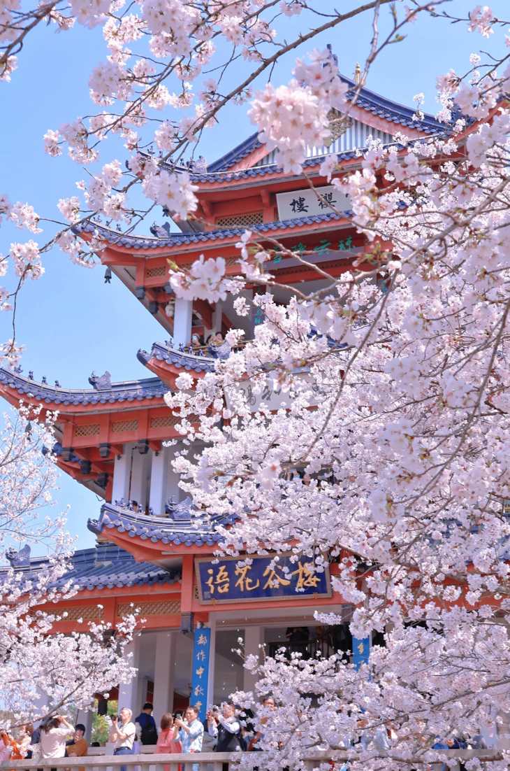 無錫櫻花