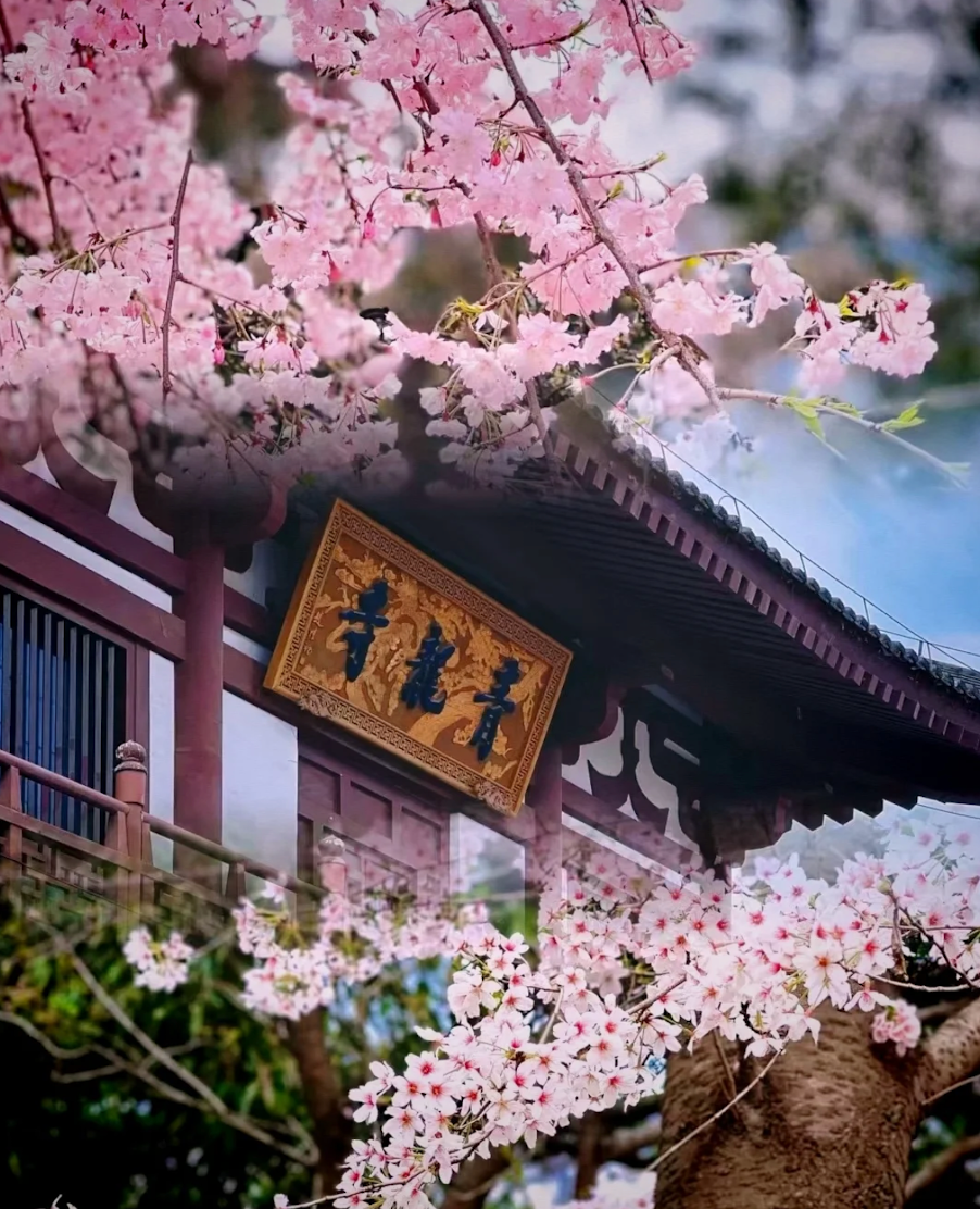 西安青龍寺