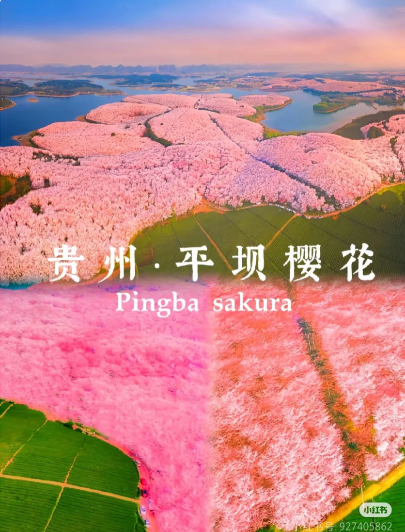 貴州平垻萬畝櫻花