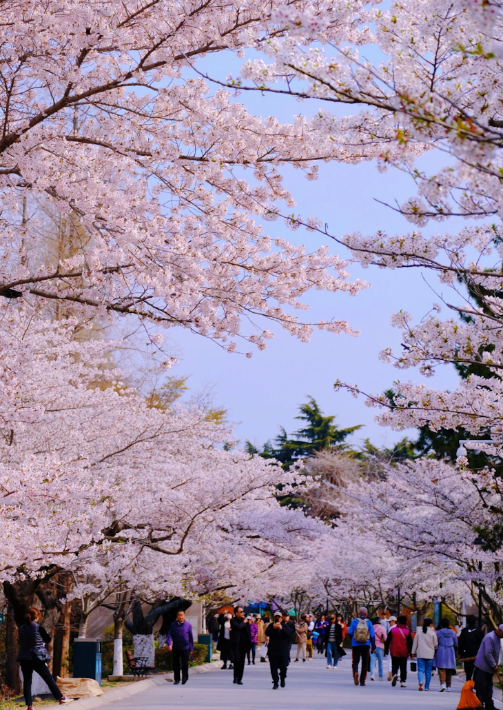 青島櫻花